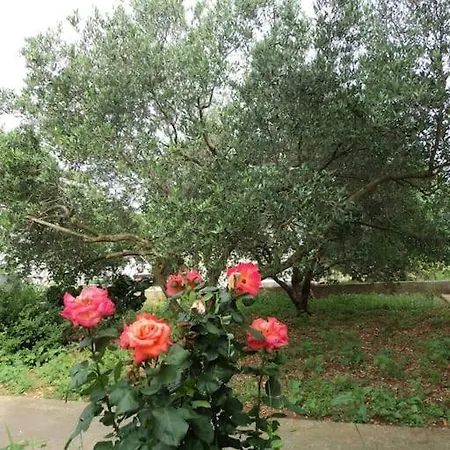 Lordanic Zaglav, Dugi Otok Appartement *